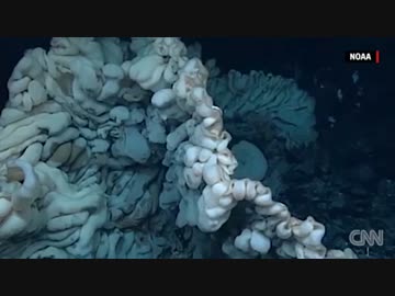 海底に数百年前から生息か