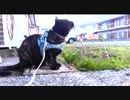 【あまがみ】 あずきの散歩　【猫旅】