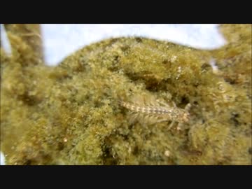 水面から見た川の水生昆虫