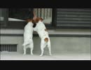 【ギネス級】 猛烈なスピードでしっぽを振りまくるJRT犬の筋肉質な後ろ姿