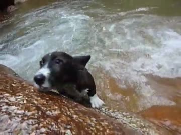 ☆夏休み☆彡 初めての川遊び。山の清流で楽しそうに泳ぐコーギーの子犬