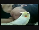 ちまちゃん（オカメインコ）と添い寝