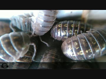【小さな生き物】02　ダンゴムシ　ワラジムシ　ヤスデ【閲覧注意】