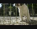 [定点観測] 生後２ヶ月の子犬を ひとりで ひなたぼっこ させてみた