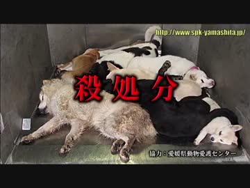 ホモと見る殺処分 ニコニコ動画