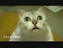 ホモと見る殺処分2