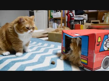 【マンチカンズ】猫一家またたびドーナツに興奮