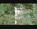 草むらに隠れていた子猫が猫団子に加わる