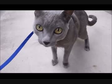 １０年ぶりに散歩に連れてった