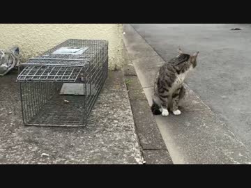 【新ジャンル】陰嚢狙われる系主人公