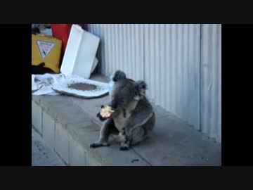 おっさんみたいにリンゴを食べるコアラ