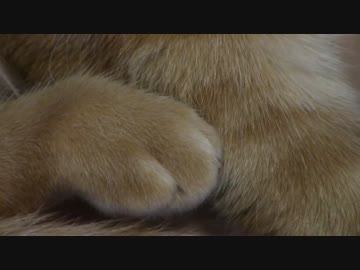 拾いねこ＠生後1428/1395日目　空飛ぶ月音さん