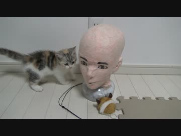 足長マンチカンの子猫 VS ダミーヘッド