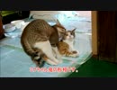 野良猫兄弟が家で交尾しはじめた。。君達兄弟やがな・・・・。