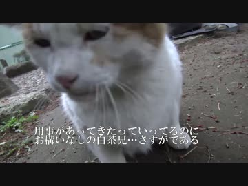 序列が下っ端のビビり猫、背中を許す
