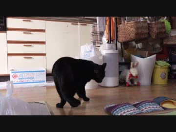 黒猫が家にやってきた！【その109】ポンちゃんの新たな冒険
