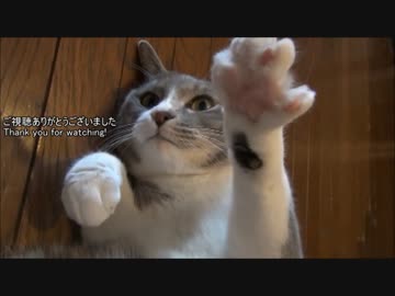 【猫11】ネコとまったり