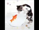 荘野ジュリ　金魚の私