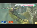 海のイクメン「タツノオトシゴ」の貴重な出産映像