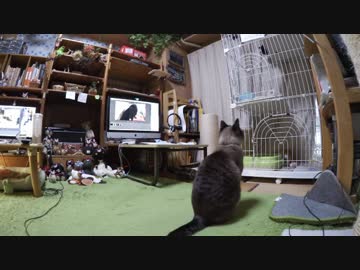 黒猫が家にやってきた！【その110】笑える　留守番でケージ越しのコント