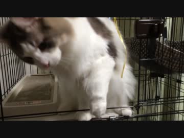 ご飯に向かって手を伸ばす猫