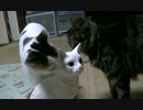 猫の日常40　～ぷち太　まる偏～