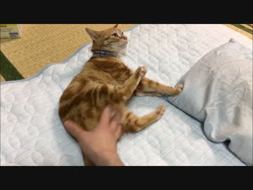 【アメショ】ここがええのんか