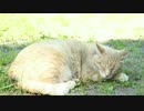 【猫】にゃイムラプス４【タイムラプス】