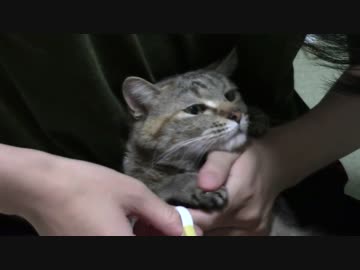 拾いねこ＠生後1429/1396日目　今日こそ爪切りー。