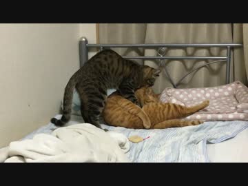 保護猫2号、甘ったれ保護猫に妙なマウントを仕掛ける