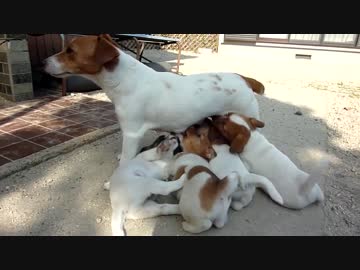 生後２ヶ月にもなってお外で母乳を飲みまくる どうしようもない子犬たち