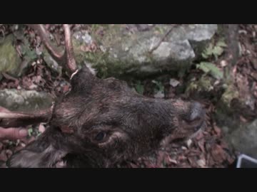 三年目狩猟生活（その６８）