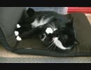猫の日常41　～くう太偏～