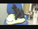 【あまがみ】 今日のおやつ「Ciaoちゅーる」 【猫旅】20160604