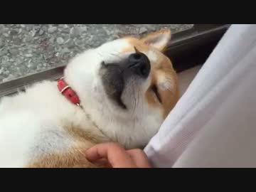 柴犬が堕ちた瞬間