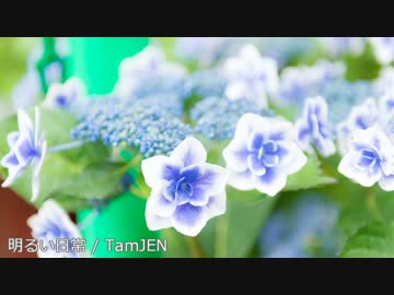 【オリジナル・NNI】明るい日常【フリーBGM】