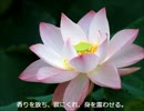 【歌ってみた】シューマン：蓮の花（ミルテの花より）