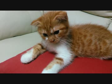 猫家に来た頃