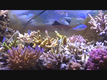 超浅場の海を作ろう！第26話 白化サンゴを枝打ち