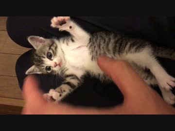 子猫の空をこちょこちょしてみた