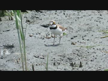 【鳥さんぽ】コチドリとカニさん達【干潟らばーず】