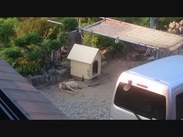 配達員に対し毅然とした態度を取る番犬