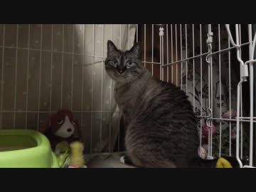 黒猫が家にやってきた！【その115】ジャン❤︎ポンのバトルに遊びの香り