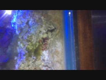 テッポウエビのマイホームメンテナンス。