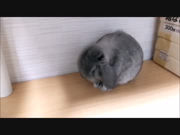 うさぎの体操
