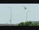 【鳥さんぽ】コアジサシ・他【東京港野鳥公園】
