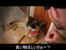 野菜のみでお手製ドッグフード: Cooking with the Vegan Zombie