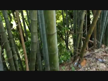 スズキキッチン「たけのこ」8話