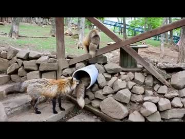 【蔵王キツネ村】ほぼサイレントじゃれあい