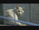 三匹の(´・ω・‘)
